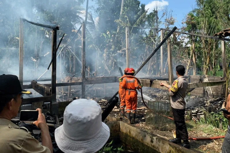 Kandang Ayam di Semarang Hangus Terbakar Diduga Korsleting Listrik Kandang Ayam di Semarang Hangus Terbakar Diduga Korsleting Listrik