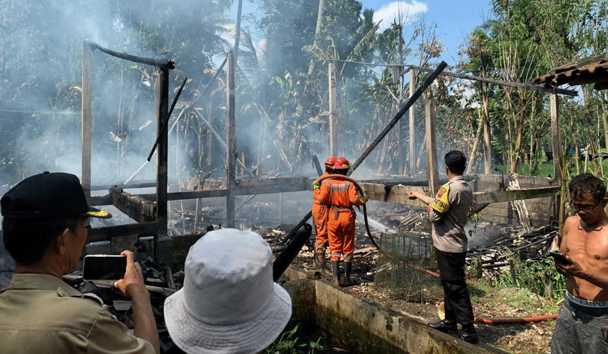 Kandang-Ayam-di-Semarang-Hangus-Terbakar-Diduga-Korsleting-Listrik